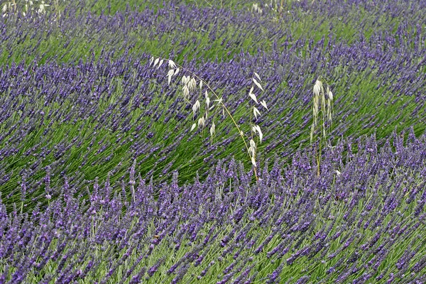 附近露，普罗旺斯的薰衣草田地 — 图库照片