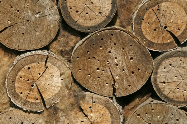 Tronchi d'albero con fori — Foto Stock