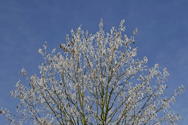 Árvore com geada no inverno — Fotografia de Stock