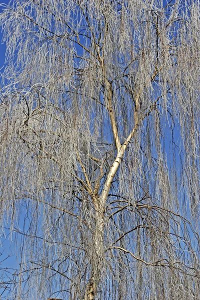 Birch tree (Betula), Hoar-frost — Stock Photo, Image