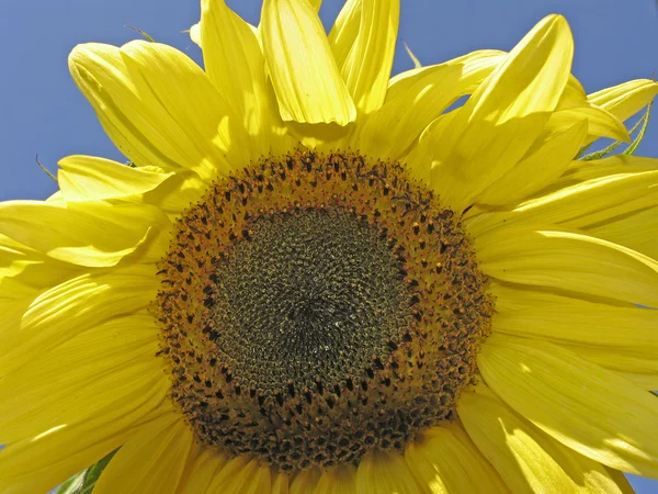 Slunečnice, slunečnice, měsíček — Stock fotografie