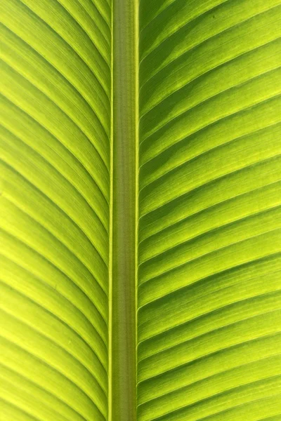 Palmiye ağacı, ayrıntı arka ışık tarafından izin — Stok fotoğraf