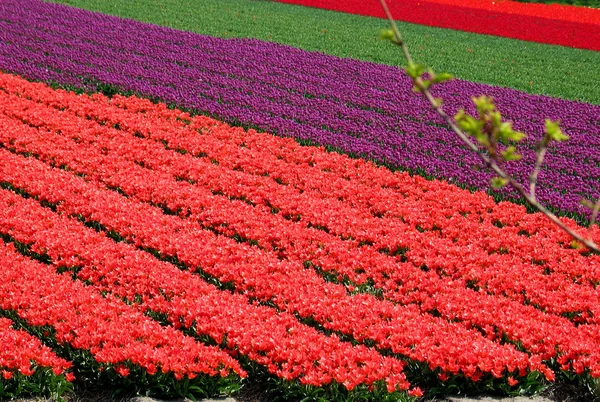 Pola tulipanów w pobliżu lisse, Holandia — Zdjęcie stockowe