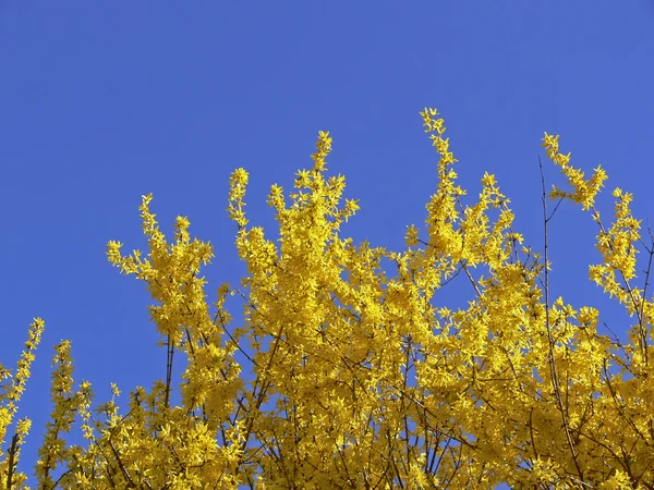 Forsythia x intermedia, krzew wiosną — Zdjęcie stockowe