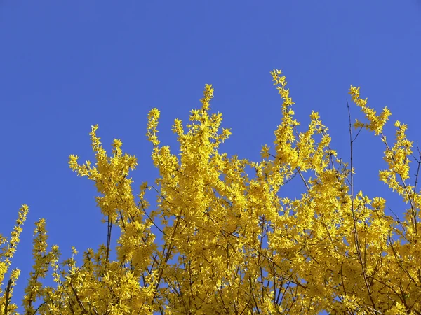 stock image Forsythia x intermedia, bush in spring