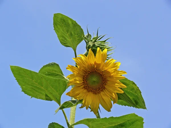 Zon bloem (helianthus), Goudsbloem — Stockfoto
