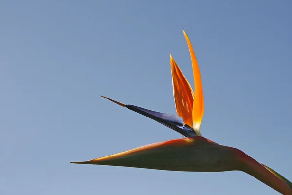 Strelitzia reginae, Bird of Paradise flo — Stock Photo, Image