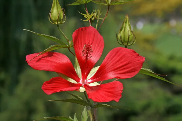 붉은 히비스커스 꽃 — 스톡 사진
