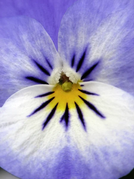 Viola-ibrida, Pansy — Foto Stock
