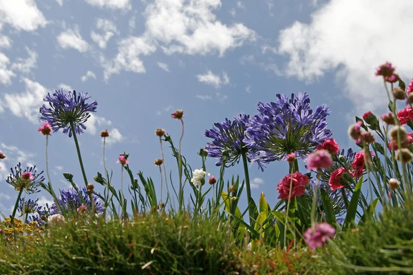 stock image Flowerbed with african lilies