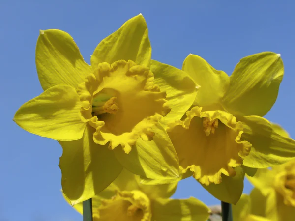 Narciso, Heraldo de la primavera — Foto de Stock