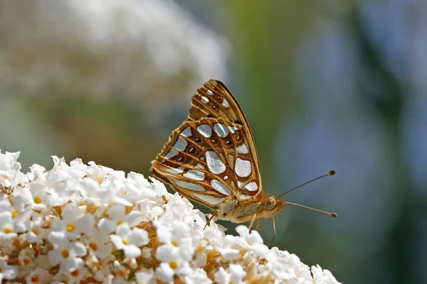 stock image Queen of Spain Fritillary