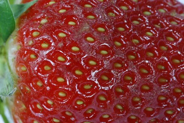 Czerwony dojrzałe truskawki — Zdjęcie stockowe