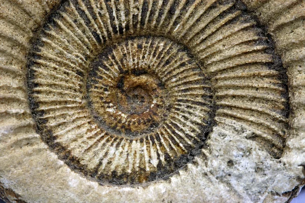 stock image Ammonite