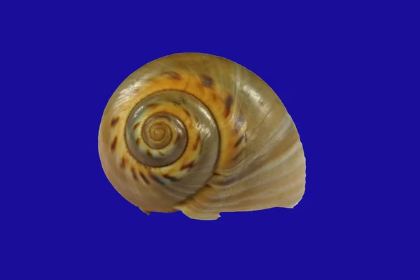 蜗牛壳 — 图库照片