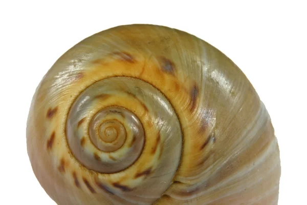 蜗牛壳 — 图库照片