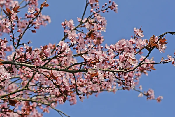 Árvore de cereja na primavera — Fotografia de Stock