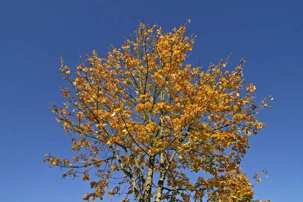 Δέντρο σφενδάμνου φθινόπωρο, Γερμανία — Φωτογραφία Αρχείου