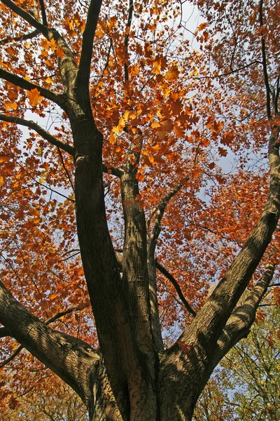 Carvalho Vermelho do Norte no outono, Alemanha — Fotografia de Stock