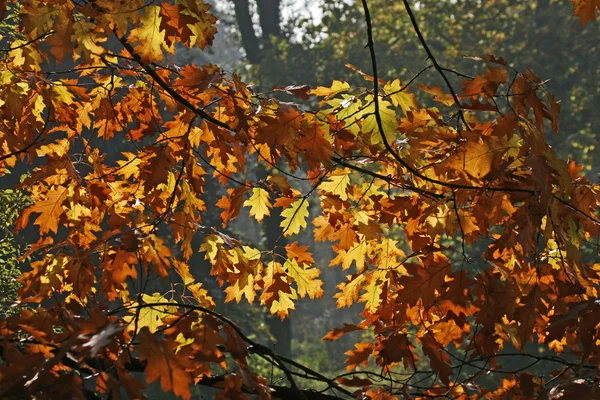 在秋季，德国北部红橡木 — 图库照片