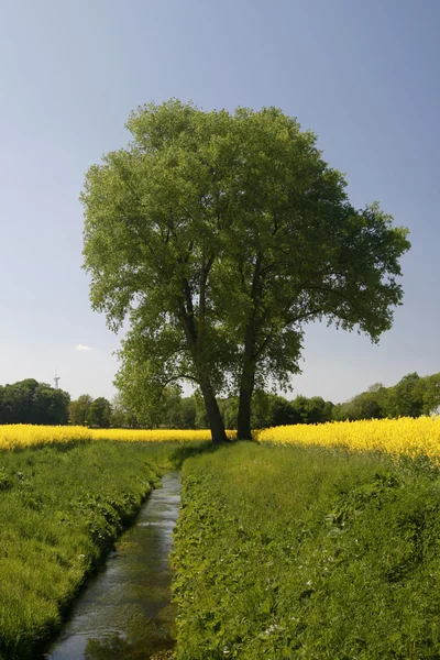 Tree with rape field in Germany — Stock Photo, Image