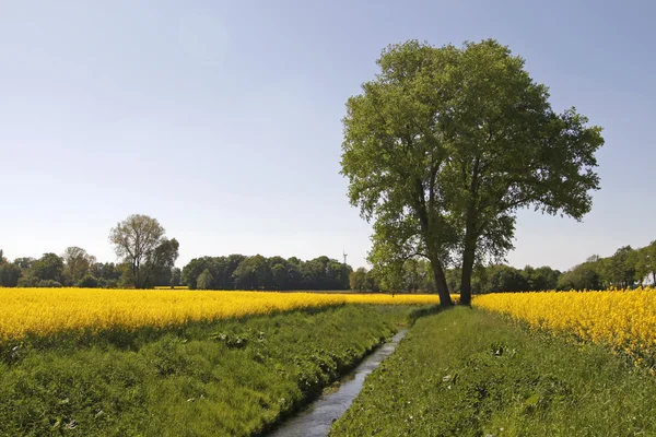 Tree with rape field in Germany — Stock Photo, Image