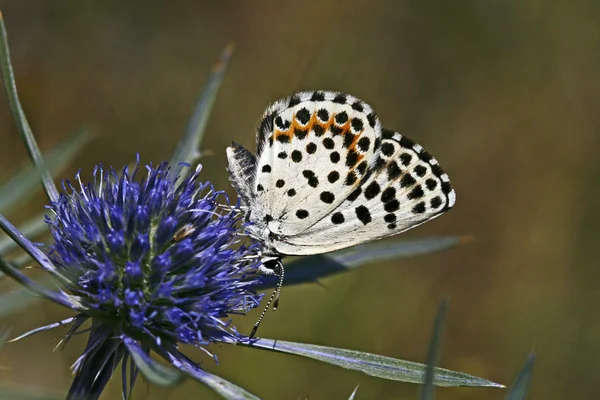 Chequred modrá, motýl — Stock fotografie