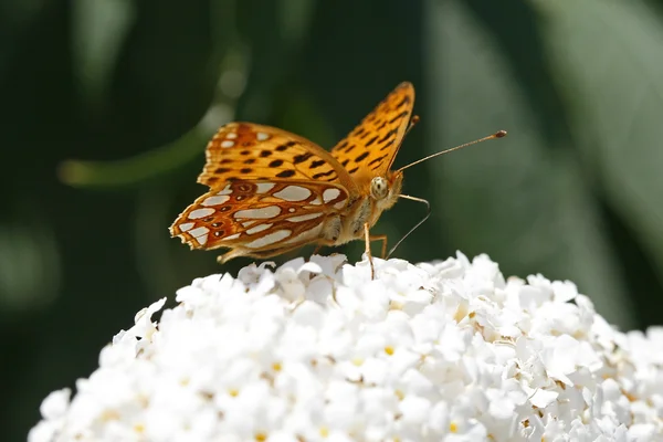Queen of Spain Fritillary — Stock Photo, Image
