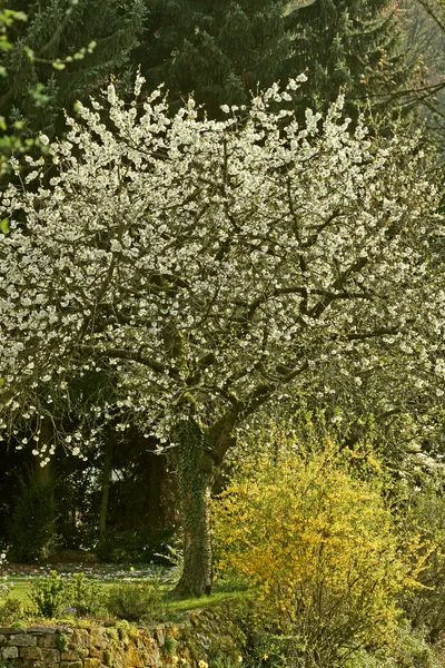 Cherry tree in Hagen, Germany — Stock Photo, Image