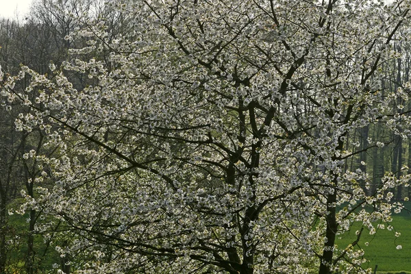 Kirschbaum in hagen, deutschland — Stockfoto