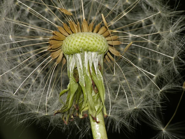 Общий одуванчик (Taraxum officinalis ) — стоковое фото