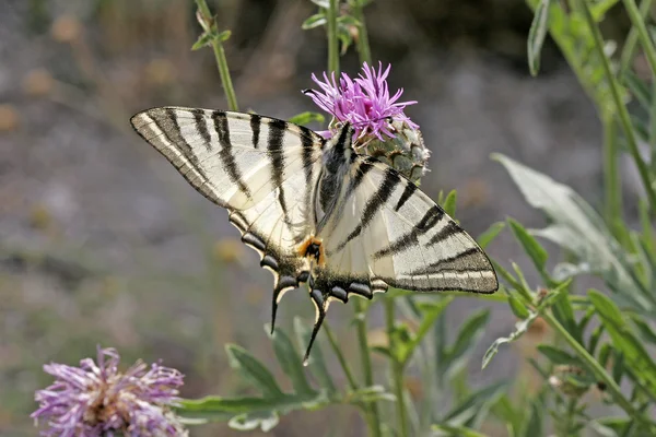 Knappa Swallowtail (Iphiclides) — Stockfoto