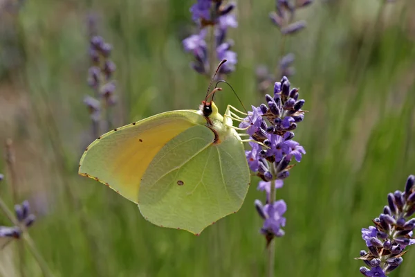 Kleopatra kelebek, gonepteryx cleopatr