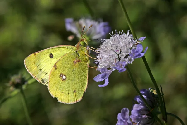 La farfalla gialla nuvolosa di Berger — Foto Stock