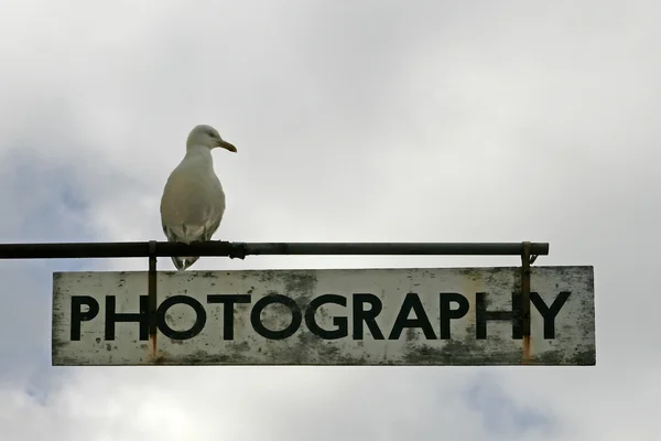 Sinal de informação com Herring Gull, Reino Unido — Fotografia de Stock