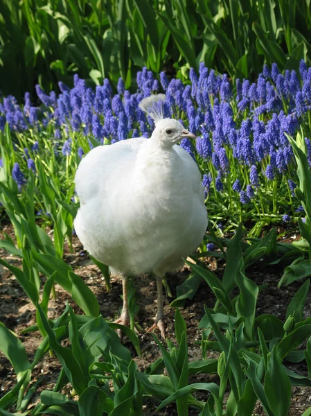 在春天草地上的白孔雀 — 图库照片