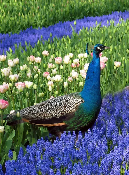 Blå påfågel, indisk påfågel — Stockfoto