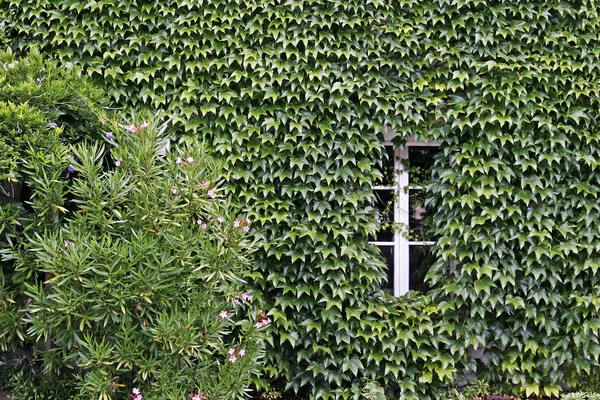 Quimperle，绿色的房子墙上法国 — 图库照片