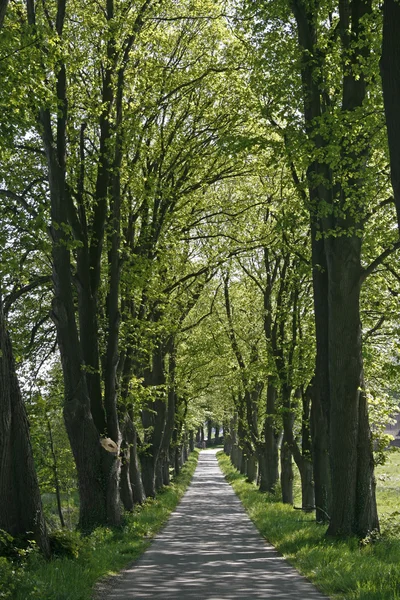Steegje met bomen in de Duitse deelstaat Nedersaksen, Duits — Stockfoto