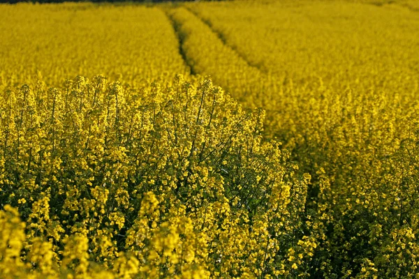 Rape field in spring, Hagen, Germany — Stock Photo, Image