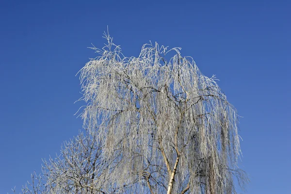 Berk (Betula) met hoar-frost in winter — Stockfoto