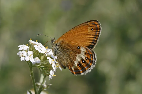 Coenonympha arcania，欧洲蝴蝶 — 图库照片