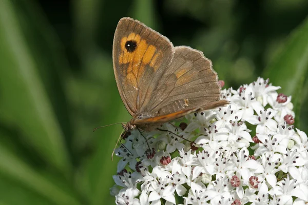 Meadow Brown, (Felola jhellina) ), — стоковое фото