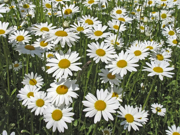 Oxeye daisy (margitvirág) Stock Kép