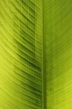 Green leaf of a palm tree clipart