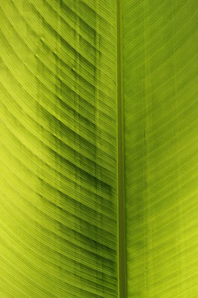 Green leaf of a palm tree — Stock Photo, Image