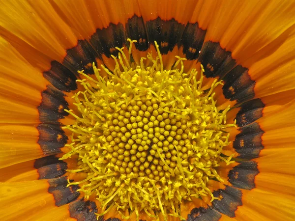 杂色菊混合，mittagsgold （详细信息) — 图库照片