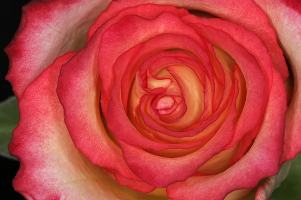 Rosa, róża (szczegóły) — Zdjęcie stockowe