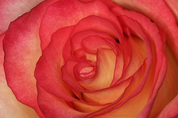 罗莎，玫瑰 （详细信息) — 图库照片