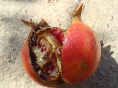 Pomegrante